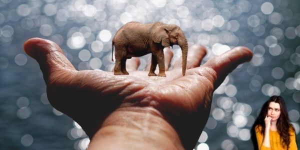 Lifting an elephant question with one hand asked by the panelist to the aspirant.
