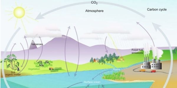 Get FAQs related to the Biogeochemical Cycles