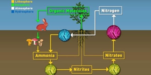 Get details of the all the Biogeochemical Cycles, diagrams and notes