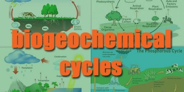 What Are The 5 Biogeochemical Cycles