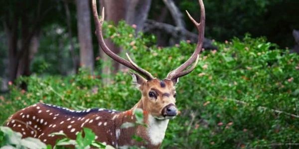 Get the details of the UNESCO Biosphere Reserves in India