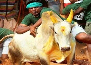 Jallikattu