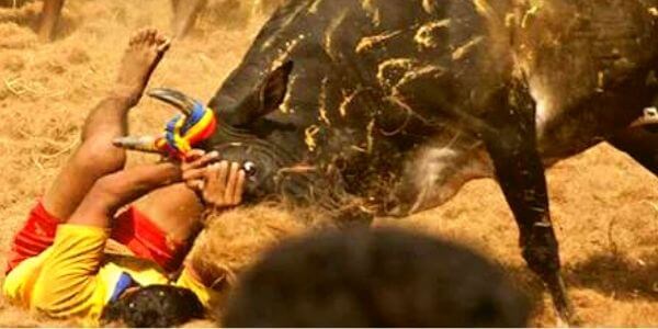 Peta Against Jallikattu
