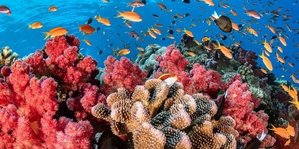 Know the Coral Reef meaning and other details