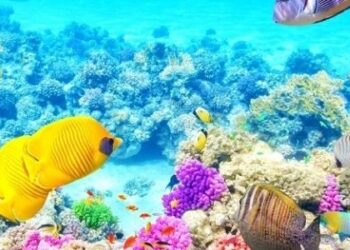 Coral Reef – Meaning, Types & Importance of Beautiful Coral Reefs