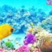 Coral Reef – Meaning, Types & Importance of Beautiful Coral Reefs