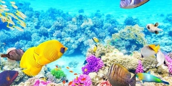 Understand importance of the coral reef and other details
