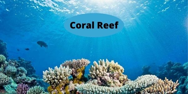 Coral Reef - Meaning, Types & Importance of Beautiful Coral Reefs