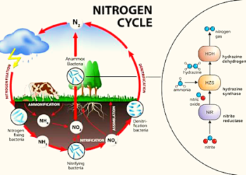 Nitrogen Cycle