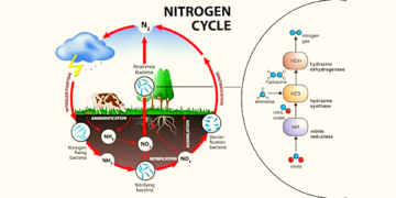 Nitrogen Cycle