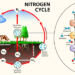 Nitrogen Cycle