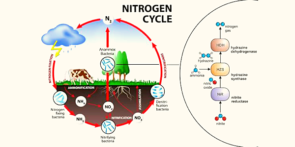 APES Unit 1 Ecosystems Day 5 Nitrogen Cycle Diagram | Quizlet